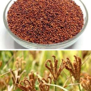 Millet-Ragi/Finger Whole( കൂവരഗ്/പഞ്ഞിപ്പല്ലു)