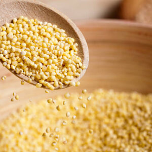 MILLET-Sorghum/Jowar(മണിച്ചോളം)